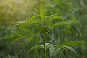 fields of industrial hemp in Estonia