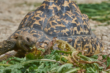Obraz premium Schildkröte Frisst Salat