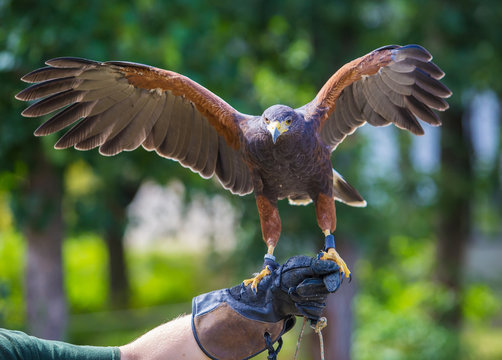 Harris's hawk bird of prey on hand
