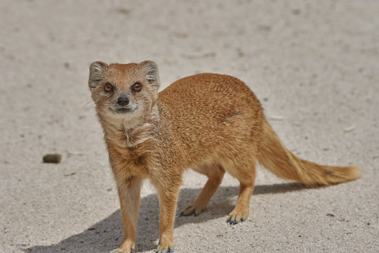 Fuchsmanguste