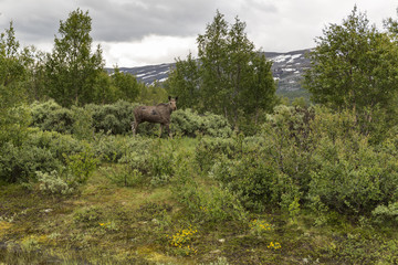 cow elk in norway