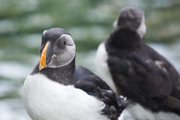 Papageitaucher aus Island