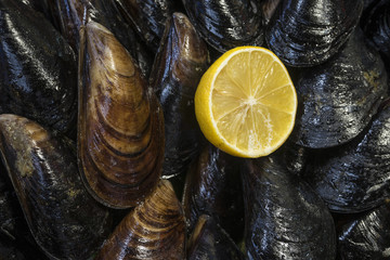 Frische Muscheln © roostler