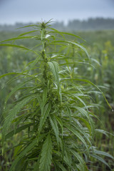 fields of industrial hemp in Estonia