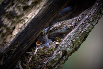 Eurasian treecreeper feeding chicks(Certhia familiaris)