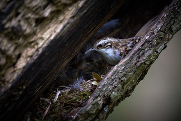 Eurasian treecreeper in nest(Certhia familiaris)