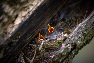 Eurasian treecreeper chicks in nest (Certhia familiaris)