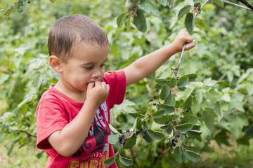 A happy little boy eats berries from a bush