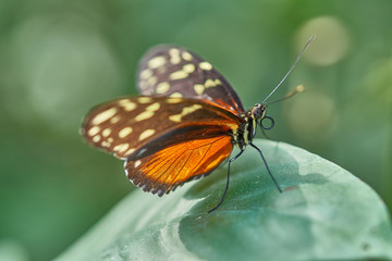 Schmetterling im Feld auf Blume