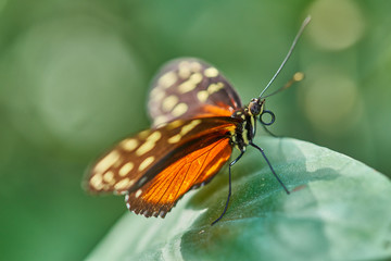 Fototapeta na wymiar Schmetterling im Feld auf Blume