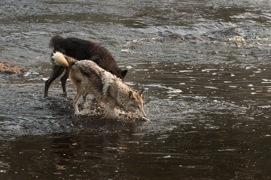 Grey Wolves (Canis lupus) Splash Into Water