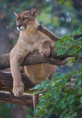 Afwasbaar Fotobehang Poema Cougar dier ontspannen op boom