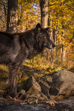 Black Phase Grey Wolf (Canis lupus) Stands Autumn Woods Background