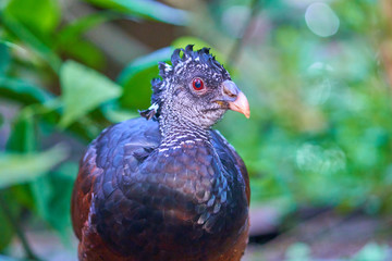 Vogel