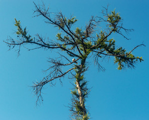lonely tree against a backdrop of blue sky