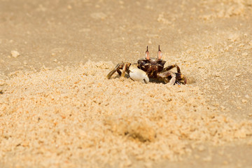 Sea crab digs a hole in yellow sea sand