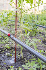 Drip irrigation on the bed. Seedlings of tomato prepared for planting on beds with drip irrigation. Vertical photo
