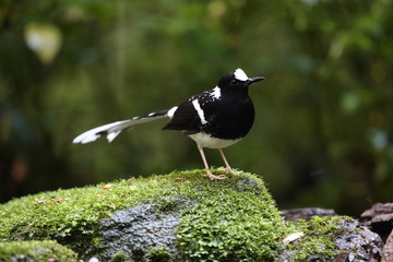 Spotted forktail (Enicurus maculatus) in Dalat, Vietnam