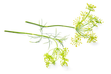 Flowers of the dill