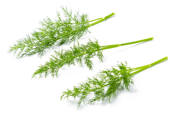 Three fresh dill branches, side view