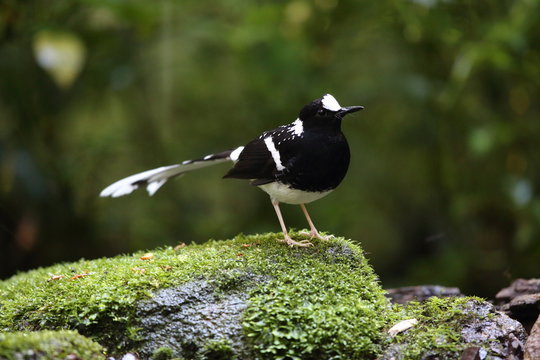 Spotted forktail (Enicurus maculatus) in Dalat, Vietnam