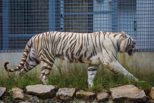 Fototapeta One white tiger walk outdoor