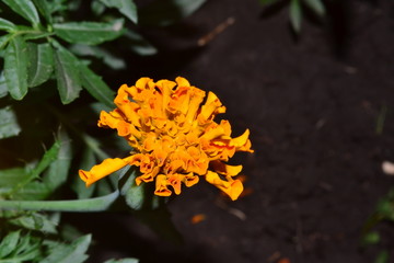 flower in the dark, orange, nature, garden, marigold, yellow, plant, flowers, green, summer, blossom, macro, sunflower, daisy, design, textured, illustration, backdrop, abstraction, spring