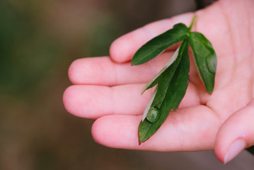 After rain Water Drops on Green leaves in the garden pattern background, Natural background for input text