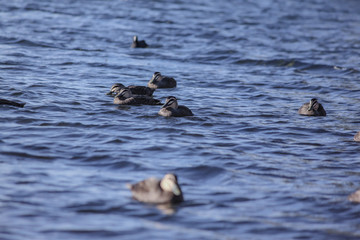 Ducks swimming