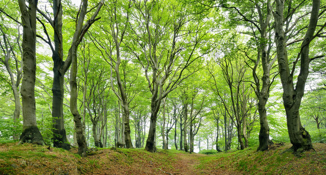 Natural Forest of Gnarled Beech Trees in Spring