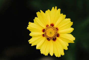 A yellow flower, similar to a chamomile, grows in the grass