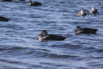 Ducks swimming