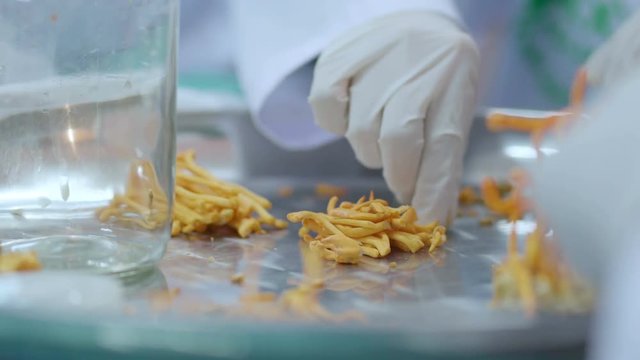 expert scientist test and develop golden yellow cordyceps in laboratory with care and concentrate health ideas concept