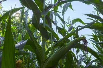 Obraz premium young corn cobs in the field. maturity phase