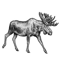 Obraz premium black and white engrave isolated elk hand draw illustration