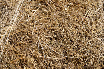 hay