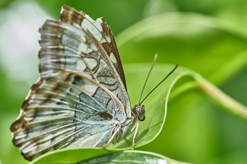 Schmetterling im Feld auf Blume