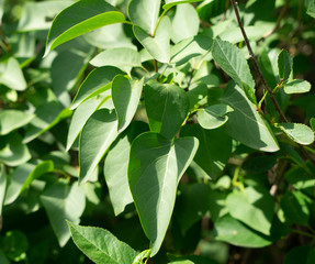leaves