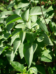 leaves