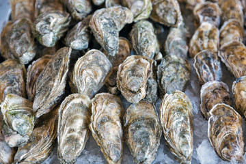 fresh oysters on ice
