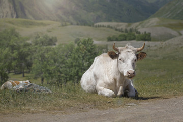 Cow