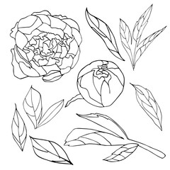 Peony flower sketch