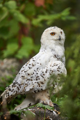 Schneeeule