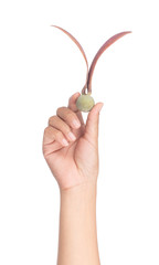 hand holding Dipterocarpus alatus Roxb Seeds  isolated on white background