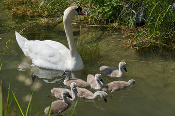 Schwan Familie im Wasser mit Jungtieren
