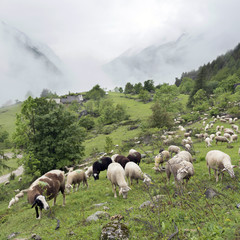 Obraz premium sheep in forest and mountains of national park des ecrins in the french alps of haute provence