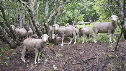 sheep on grassy meadow near forest in national park des ecrins in the french haute provence on rainy summer day