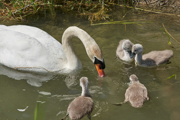 Schwan Famielie im Wasser