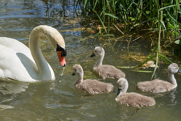 Schwan Famielie im Wasser
