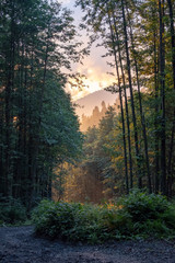 Sunset in a mountain forest